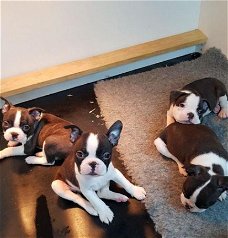 Prachtige Boston Terrier-puppy's