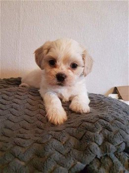 Mooie Cavachon-puppy's - 1