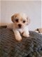 Mooie Cavachon-puppy's - 1 - Thumbnail