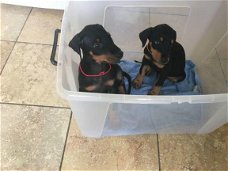 Kc geregistreerde Dobermann-puppy's te koop
