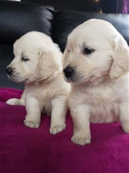 Geregistreerde Golden Retriever-puppy's - 1