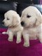 Geregistreerde Golden Retriever-puppy's - 1 - Thumbnail