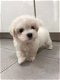 Geweldige Maltese puppy's - 1 - Thumbnail