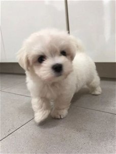 Geweldige Maltese puppy's