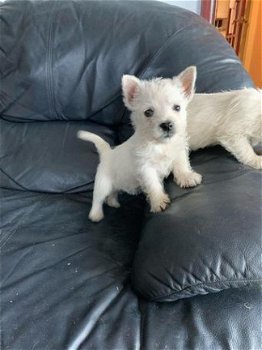 West Highland Terrier-puppy's. - 1