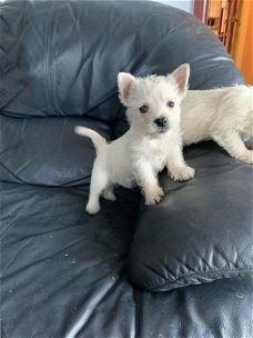West Highland Terrier-puppy's.