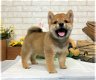 Culturele Shiba Inu-puppy's. - 1 - Thumbnail