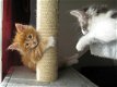 Mannelijke en vrouwelijke Maine Coon-katjes - 1 - Thumbnail