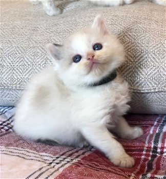 Nu klaar Ticca geregistreerd Ragdoll kitten...,,.. - 1