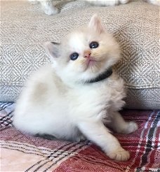 Nu klaar Ticca geregistreerd Ragdoll kitten...,,..