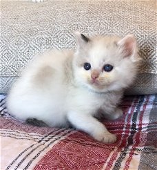 Mooie Ragdoll Kittens......