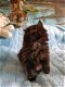 Ragdoll Mix kittens beschikbaar.... - 1 - Thumbnail