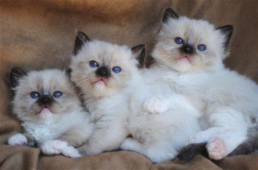 Leuke baby's nu klaar Ragdoll Mix kittens beschikbaar - 1