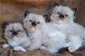 Leuke baby's nu klaar Ragdoll Mix kittens beschikbaar - 1 - Thumbnail