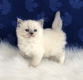 Schattig knap KATTENS RAGDOLL - 1 - Thumbnail