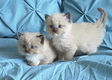 Mis dit niet Ragdoll Cross kittens - 1 - Thumbnail