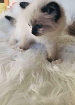 Mis dit niet Ragdoll Cross kittens - 2