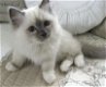 Super geregistreerd Ragdoll kitten - 1 - Thumbnail