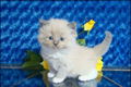 Rasecht Ragdoll / Perzische kittens - 1 - Thumbnail