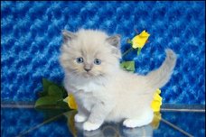 Rasecht Ragdoll / Perzische kittens