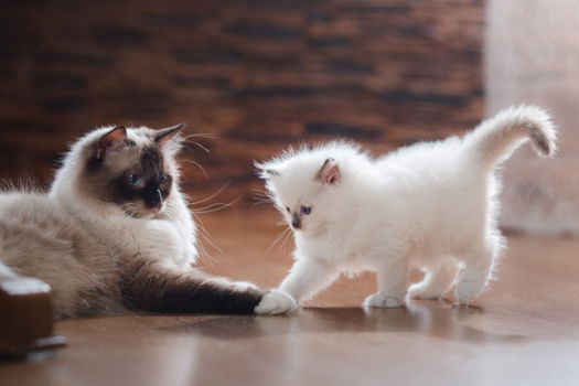 Schattige knappe beschikbare Ragdoll-katjes - 1