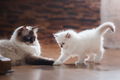 Schattige knappe beschikbare Ragdoll-katjes - 1 - Thumbnail