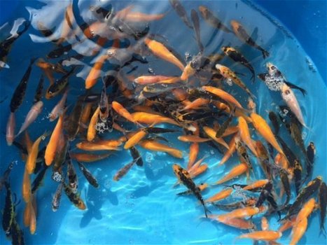 10 Baby koi 5-10 cm - 1