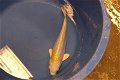 Japan Koi Nissai 30-40 cm - 2 - Thumbnail