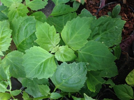 Javanese patchouli, Pogostemon heyneanus - 1