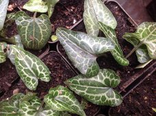 Asarum epigynum Takasago Saishin, een Japanse Mansoor