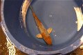 Japan Koi Kase Nisai 35-45 cm - 4 - Thumbnail