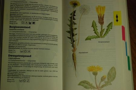 Wilde planten in kleur - Afbeelding 2