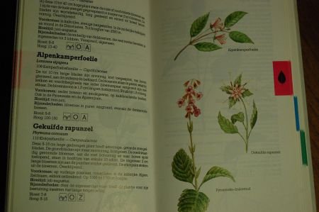 Wilde planten in kleur - Afbeelding 3