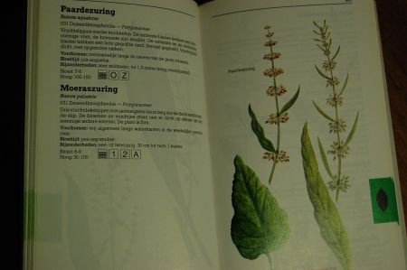 Wilde planten in kleur - Afbeelding 6