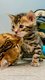 Mooie Bengaalse kittens... - 1 - Thumbnail