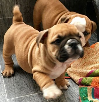 Prachtige Kc Engelse bulldog puppy's - 1