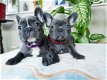 Franse bulldog puppy's van hoge kwaliteit - 1 - Thumbnail