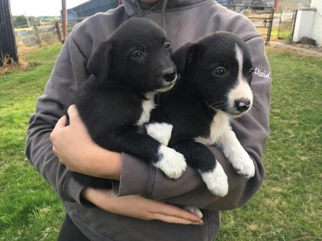 Mooie Border Collie-puppy's te koop - 1