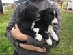 Mooie Border Collie-puppy's te koop - 1 - Thumbnail