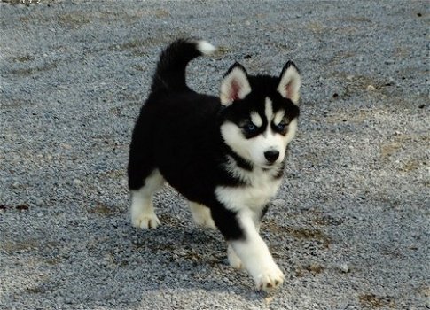 Prachtige pure Siberische husky-puppy's - 1