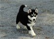 Prachtige pure Siberische husky-puppy's - 1 - Thumbnail