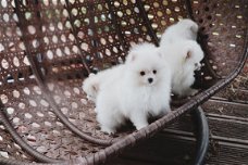 Mooie Witte Pomeranian Pups