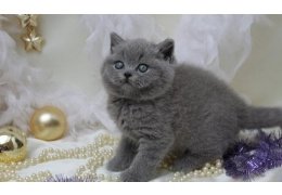 Leuke Britse blauwe korthaar kittens - 1