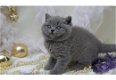 Leuke Britse blauwe korthaar kittens - 1 - Thumbnail