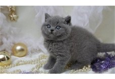Leuke Britse blauwe korthaar kittens