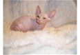 Mooie Sphynx kittens - 1 - Thumbnail