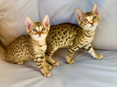 Prachtige Bengaalse stamboom en geregistreerde kittens