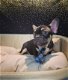 franse bulldog pups beschikbaar verschillende kleuren - 1 - Thumbnail
