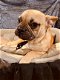 franse bulldog pups beschikbaar verschillende kleuren - 2 - Thumbnail