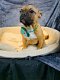 franse bulldog pups beschikbaar verschillende kleuren - 3 - Thumbnail
